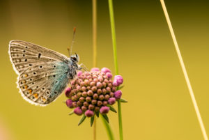 Bläuling (Lycaenidae) sitz auf einer Blüte Bläuling (Lycaenidae) sitz auf einer Blüte